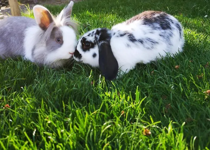 別荘 Huenzingen № 2 *